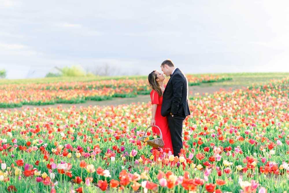 couple kissing at sunset in a tulip field