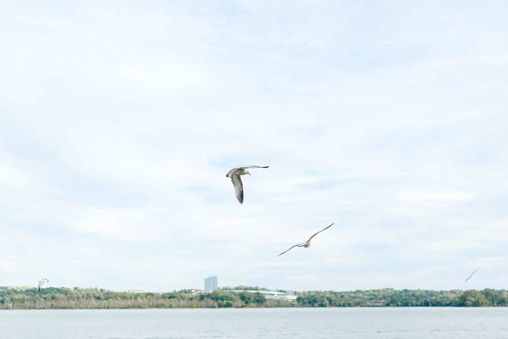 birds flying at Waterfront Park in Washington DC