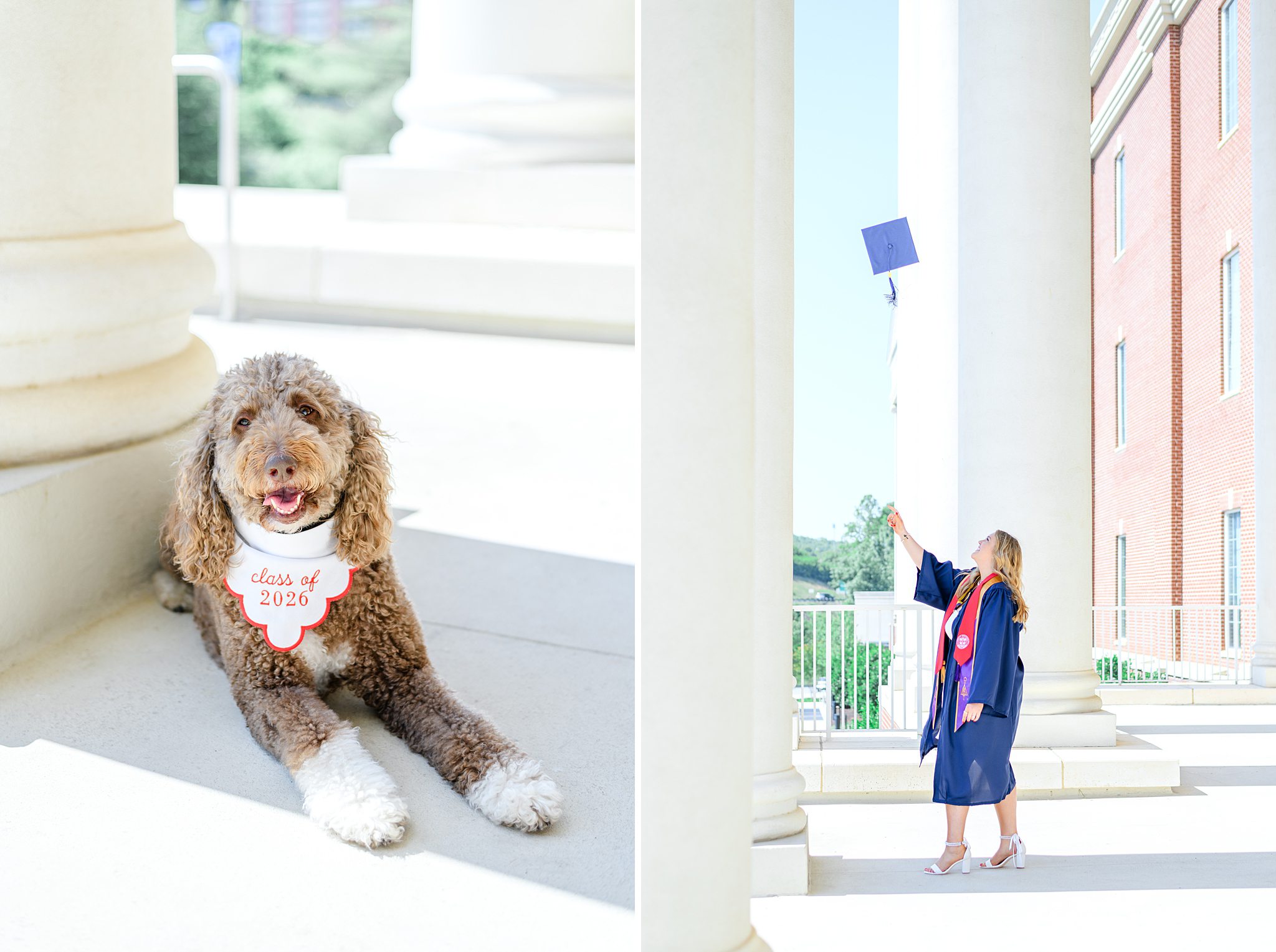sweet LU dog graduation picture